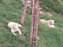 -石家庄市动物园