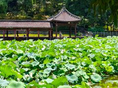 -龙头寺公园