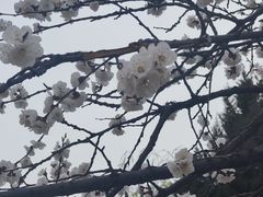 -紫光园北京小吃(昌平鼓楼西街店)