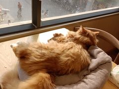-绒爪撸猫下午茶·猫咖