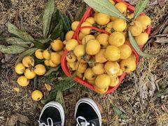 -塘栖枇杷特色园区