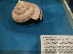 -青岛贝壳博物馆