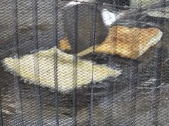 -阿古吉缅甸茶餐厅