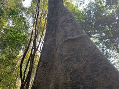 -西双版纳原始森林公园