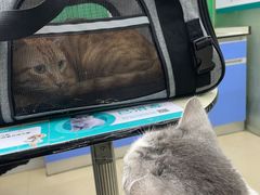 -瑞派动物医院·猫专科·至诚(江南中分院)