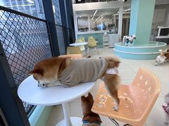 -怪兽屋·羊驼·猫咖·狗咖(俊华广场店)