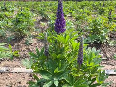 -春花秋色城市公园