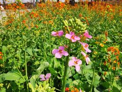 -中国天府农业博览园