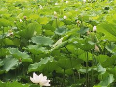 -莲花池公园