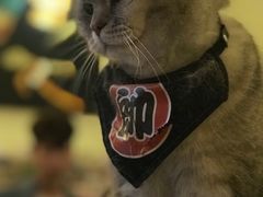 帅-猫色咖啡·猫咖