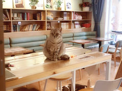 大堂-MOYOYO猫咪咖啡店