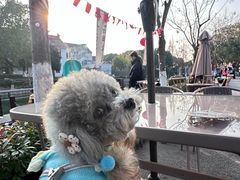 -宠颐生斯嘉宠物医院·急重症·心内科(谷阳北路分院)