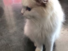 -瞄一喵猫咖(格力海岸店)