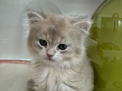 -青奢宠物·青奢猫舍