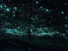 -怀托摩萤火虫洞