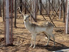 -秦皇岛野生动物园