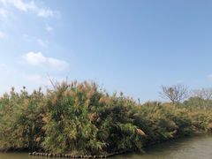 -大湾区中央湿地公园
