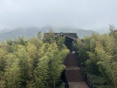 -大唐贡茶院