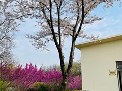 -上海滨江森林公园