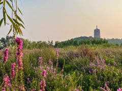 -永定河休闲森林公园