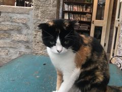 -杨桃院子咖啡吧(中华红墨店)