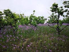 -柳鹭田园区