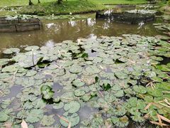 -中国科学院西双版纳热带植物园