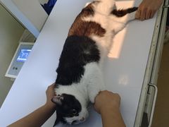 -瑞派·关忠动物医院·猫专科·犬专科(三环新城店)