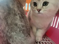 -中农国际动物医院24小时·猫科·骨科·急重症中心