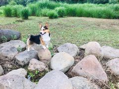 -派联宠物医院·24h·CT·异宠