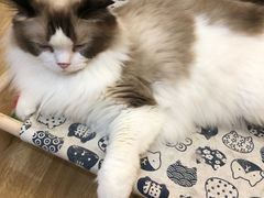 -滚猫咖啡·猫咖·猫友好撸猫(未来城店)