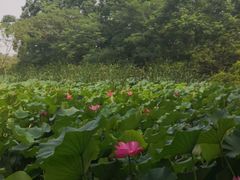 -东平国家森林公园