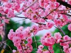 -天适樱花悠乐园