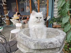 -喵屿·大理花园猫咖