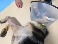 -小叮当动物医院·骨科·眼科