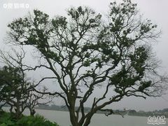 -鹤之洲湿地公园