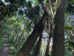 -凤栖山