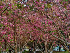 -元大都城垣遗址公园