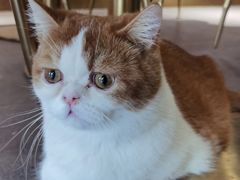 -飞行喵MR PILOT|猫舍·猫咖(静安大融城店)