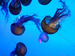 -太平洋海底世界