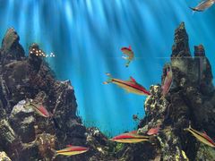 -海合安武汉极地海洋公园