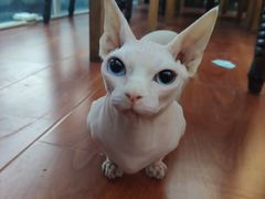 -猫小院猫主题咖啡厅(北锣店)
