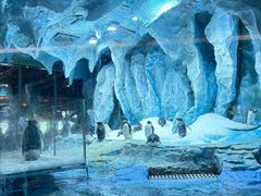 -帝企鹅自助餐厅•儿童岛•真企鹅(长隆企鹅酒店)