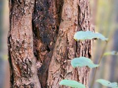 -上海佘山国家森林公园天马山园