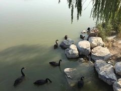 -天津东丽湖风景区