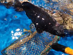 -盒马鲜生(红莲店)