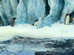 -帝企鹅自助餐厅•儿童岛•真企鹅(长隆企鹅酒店)