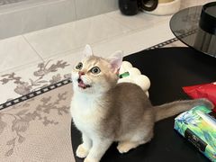 -宠颐生猫科·内科皮肤科(西平世纪城店)