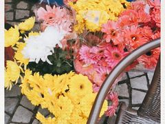 -曲阳花鸟市场(曲阳路店)