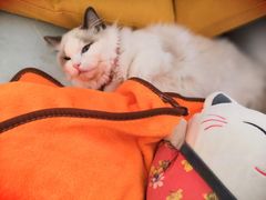 -李小姐の猫咖啡馆(五角场店)